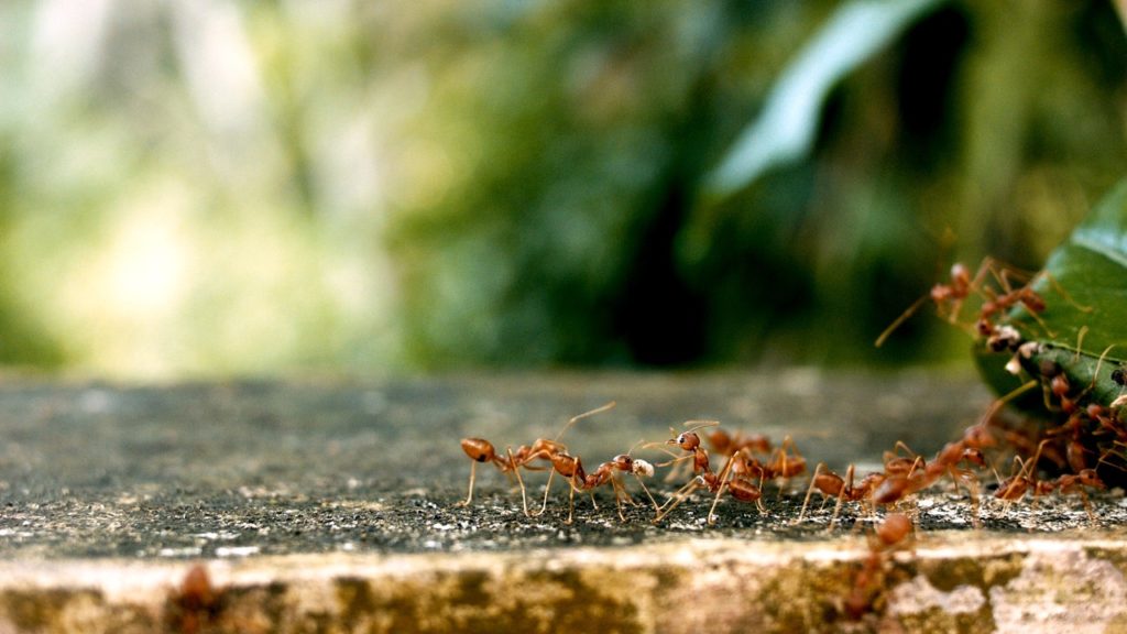 Ant colony in search of food