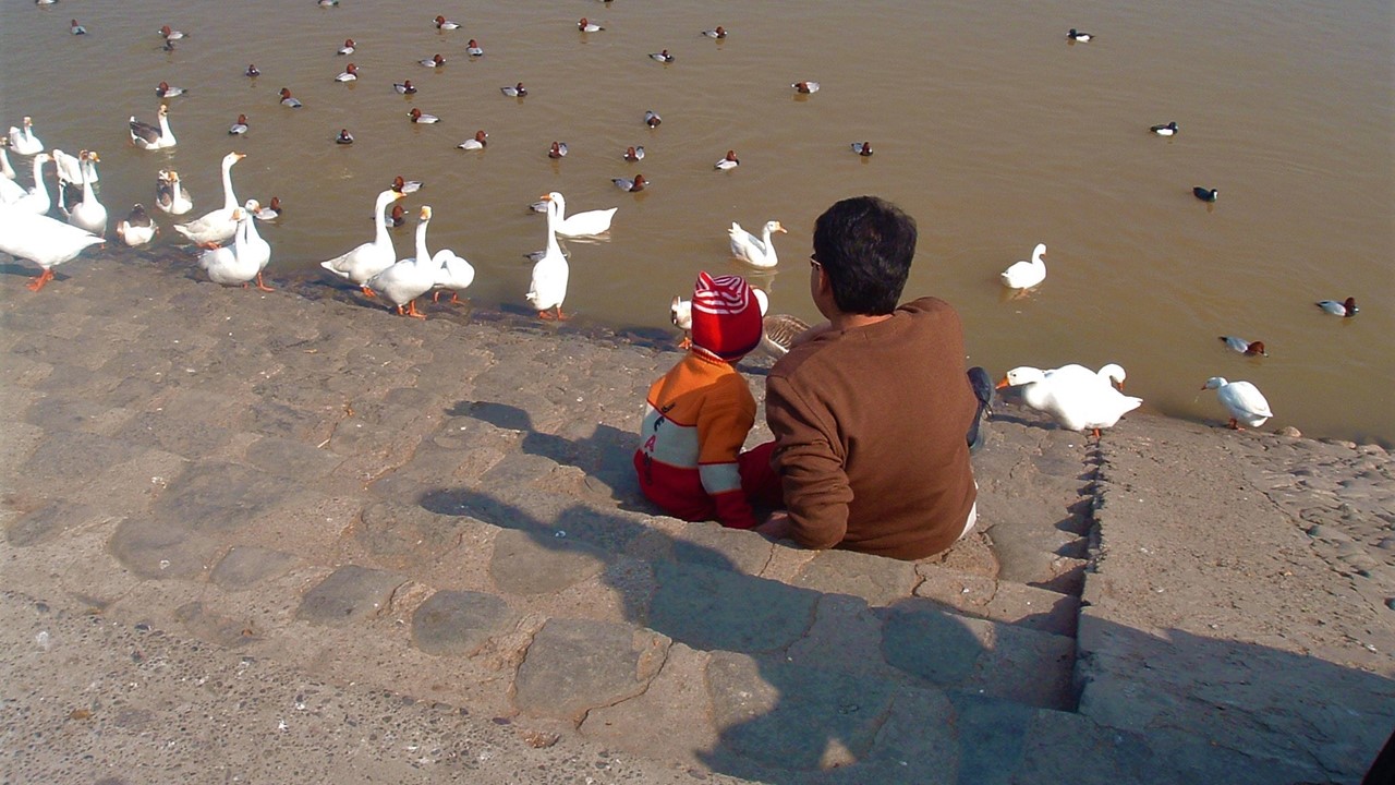 Father son sitting by the side of the lake with ducks.